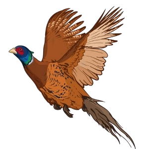 Bird 1