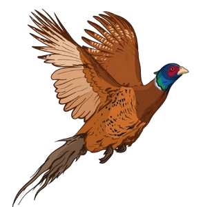 Bird 2